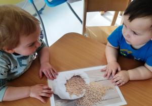 Anielka i Fabian oglądają ilustrację przedstawiającą ziarna zbóż.