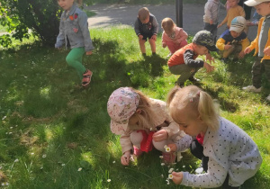 Zdjęcie dzieci poszukujących na trawie kwiatuszków.