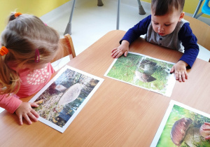 Troje dzieci siedzących przy stole ogląda ilustracje z grzybami.