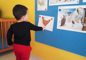 Chłopiec pokazuje kurę na obrazku.