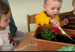 Mały chłopczyk wsypuje łopatką ziemię do doniczki.