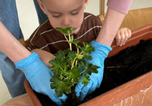 Chłopiec z pomocą opiekunki sadzi pelargonię.